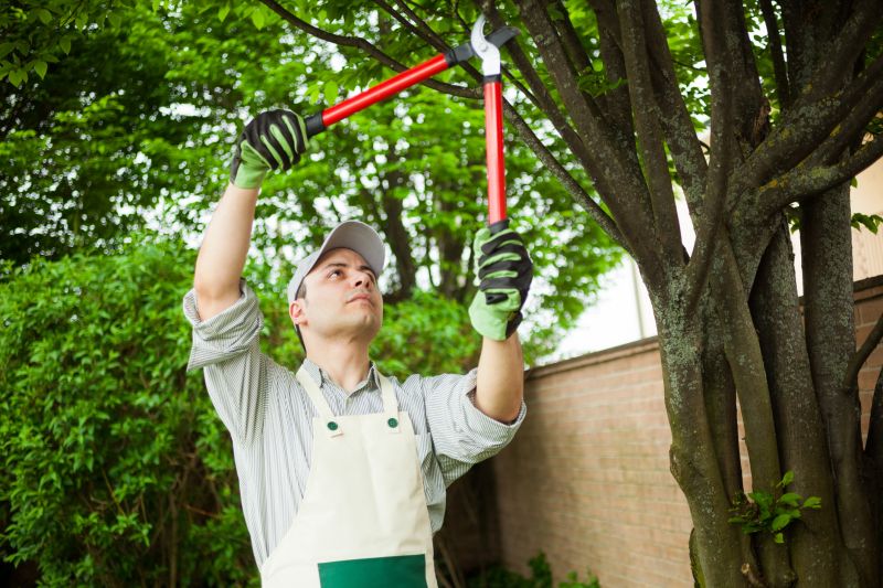 Birch Tree Pruning in Doylestown, PA