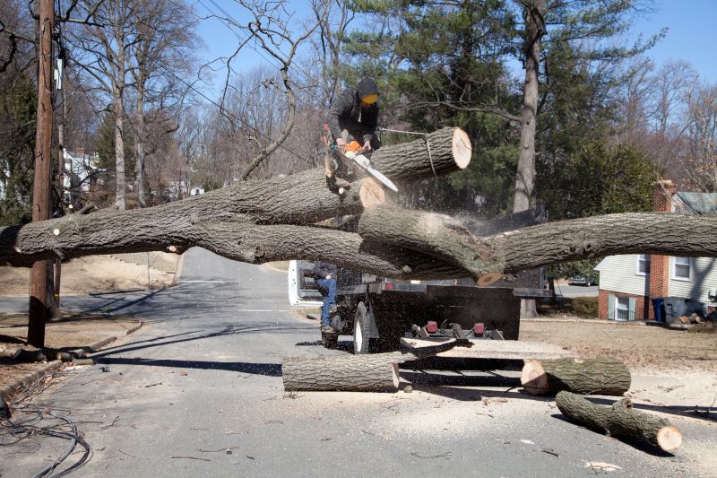 Emergency Tree Care