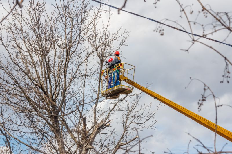 Commercial Tree Service