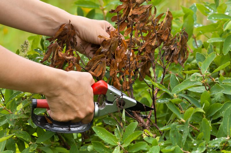 Crape Myrtle Pruning in Aiken, SC