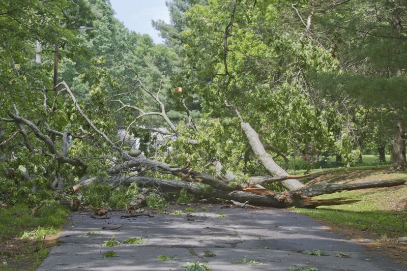 Storm Damage Tree Fallen on Roadway