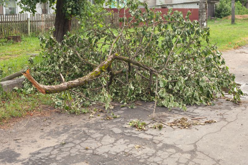 Fallen Tree on a Driveway