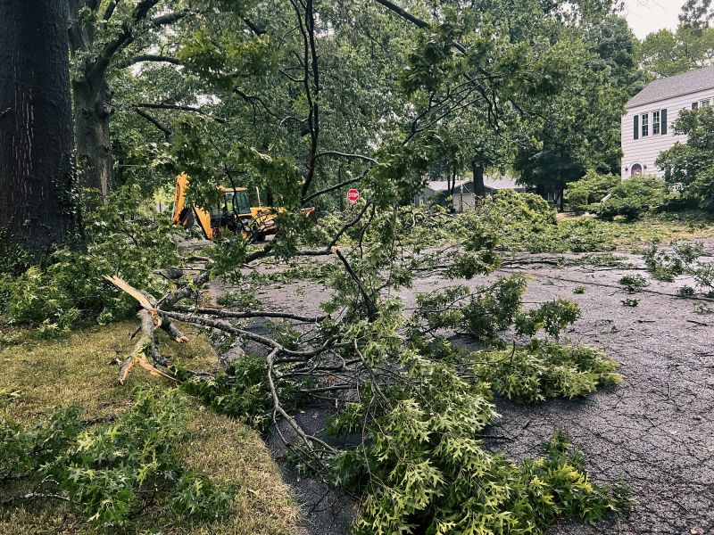 Storm-Damaged Tree on a Commercial Site