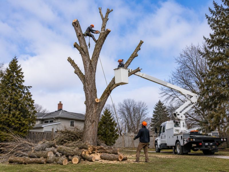 Hickory Tree Removal in Bucks County, PA
