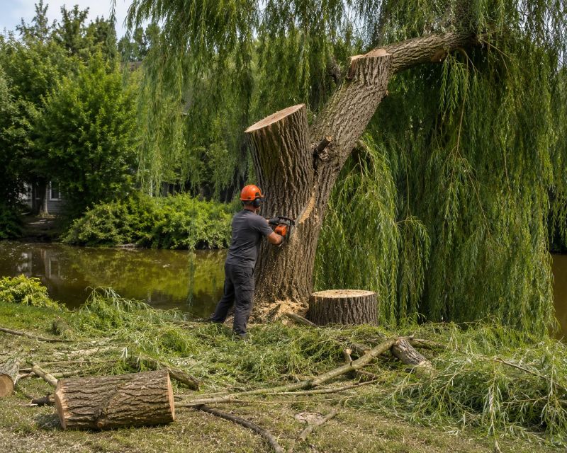 Hickory Tree Removal in Bucks County, PA