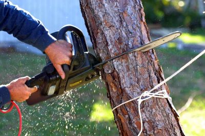 Residential Tree Service in Montgomery County, PA