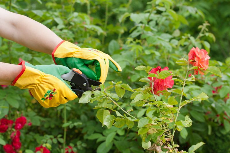 Rhododendron Pruning in Aiken, SC