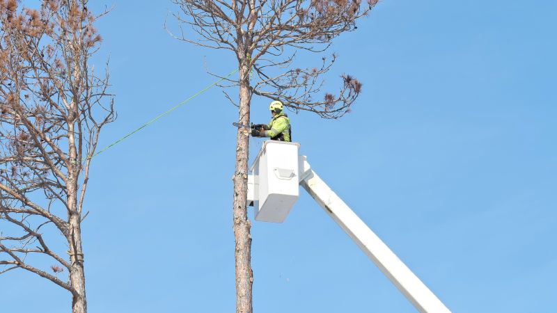 Tree Removal Service in Aiken, SC