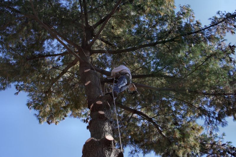 Arborist in Action