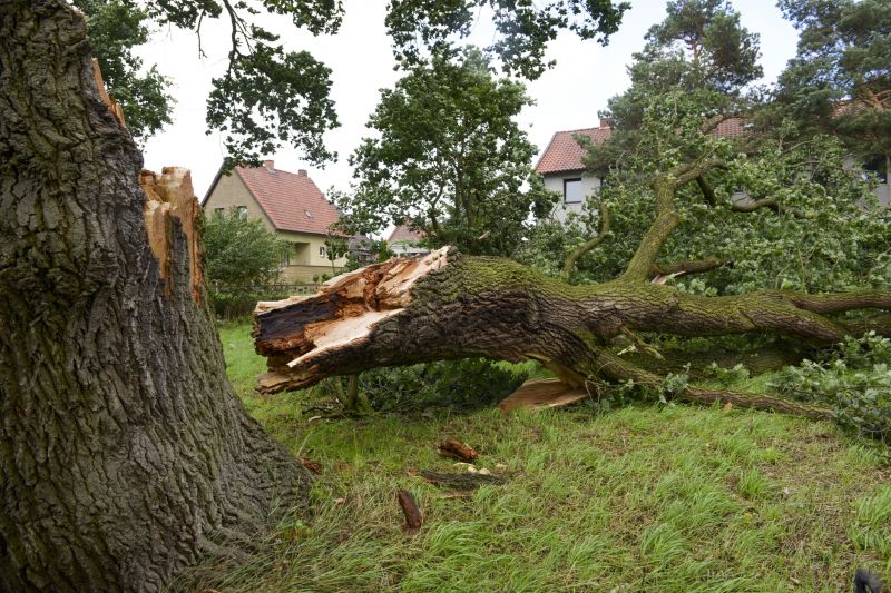 Willow Tree Removal in San Jose, CA