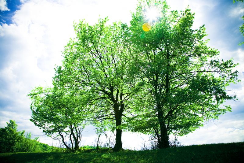 Enhances Curb Appeal