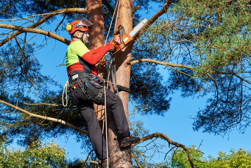 Local Commercial Tree Service pros at work