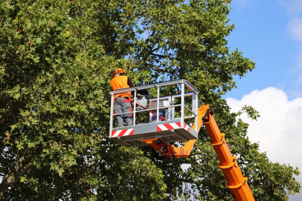 Grow your Commercial Tree Service business